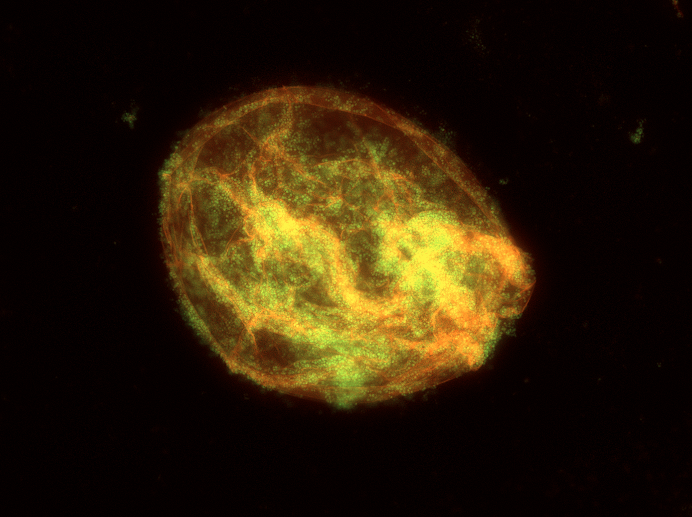 Biofilm Photography