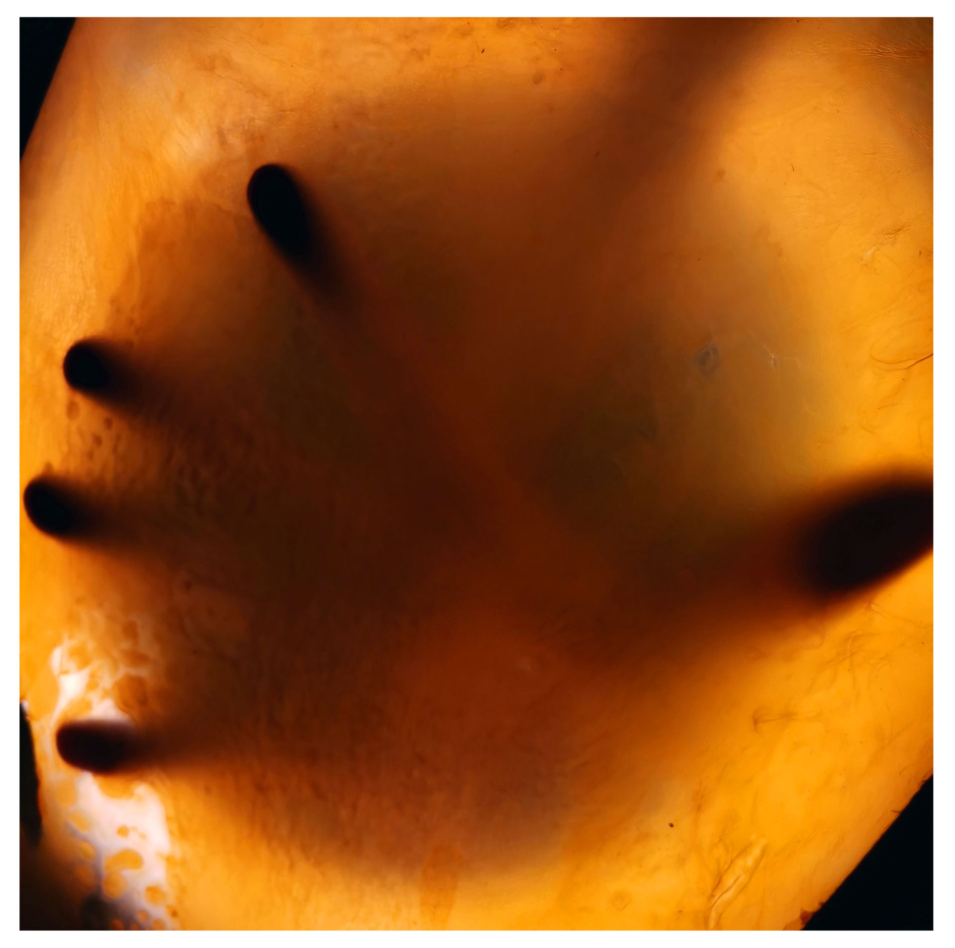 Biofilm Photography
