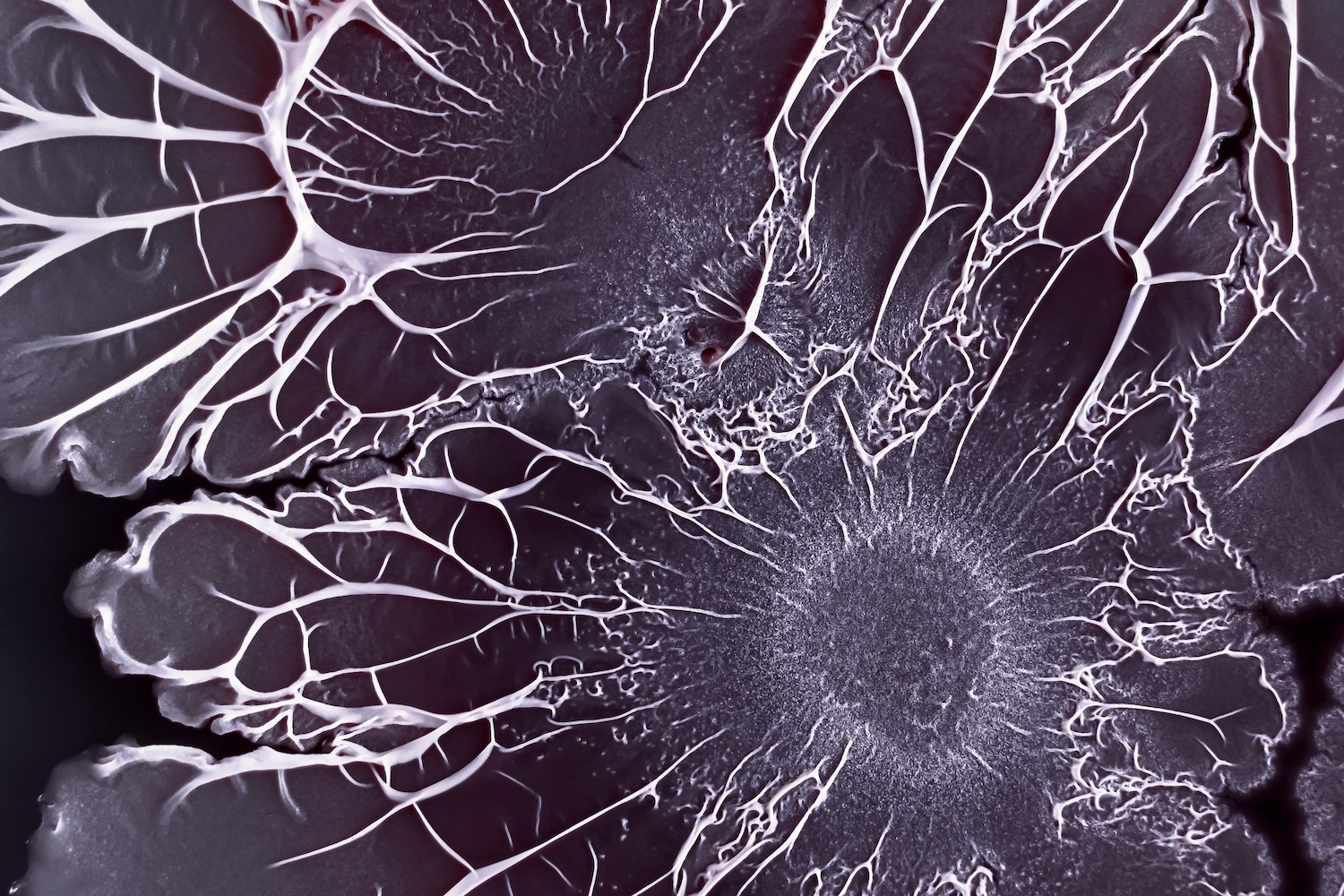 UK Biofilm Capability Funding